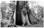 Ceiba tree (Ceiba pentandra), Volc&aacute;n Mombacho, Nicaragua