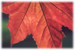 Maple Leaf in Canada