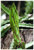 Pitaya bud in Le&oacute;n, Nicaragua